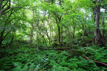 wild forest with dense ferns and old trees