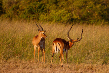 Impalas machos con cuernos en la sabana africana al atardecer en Kenia
