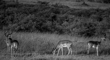 Impalas machos con cuernos en la sabana africana al atardecer en Kenia