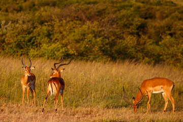 Impalas machos con cuernos en la sabana africana al atardecer en Kenia