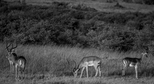 Impalas machos con cuernos en la sabana africana al atardecer en Kenia