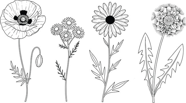 たんぽぽスケッチ」の写真素材 | 13,525件の無料イラスト画像 | Adobe