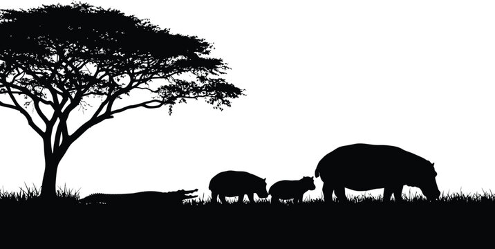 African wildlife silhouette family of warthogs under acacia tree sunset