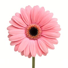 pink gerber flower isolated on white