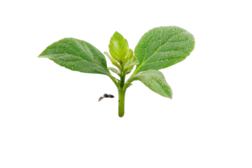 Small green seedling with two leaves and a stem on black