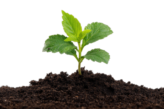 A vibrant green seedling emerges from rich dark soil against a black background - Powered by Adobe