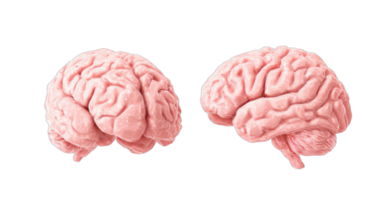 Two pink anatomical brains, one facing left, the other facing right