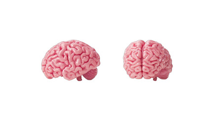 Two pink, anatomically correct brain models displayed against a black background