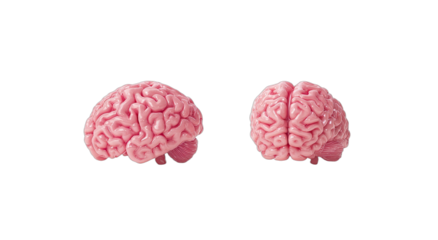 Two pink, anatomically correct brain models displayed against a black background