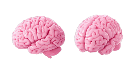 Two realistic pink brains, side profile views, isolated on black