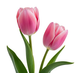 Naklejka premium Blooming pink tulips garden floral natural light isolated on transparent background