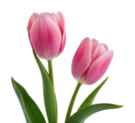 Blooming pink tulips garden floral natural light isolated on transparent background
