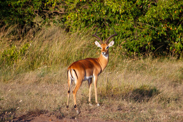 Escenas de vida salvaje en Kenia: Guepardo y Antílope Impala en la sabana africana