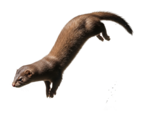 Mongoose leaping in midair wildlife animal dynamic isolated on transparent background