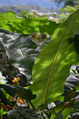 thriving green banana leaves