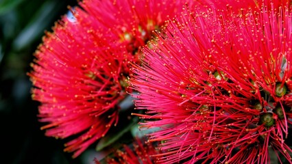 Closeup of bright red Pohutukawa flower on New Zealand Christmas Tree during festive season in NZ Aotearoa