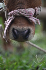 A close-up of a calf's nose