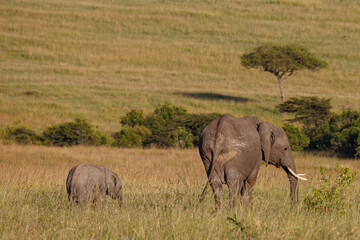 Obraz premium Gran fauna africana en Kenia: Elefantes en la sabana