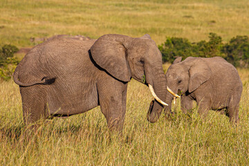 Fototapeta premium Gran fauna africana en Kenia: Elefantes en la sabana