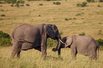Fototapeta premium Gran fauna africana en Kenia: Elefantes en la sabana