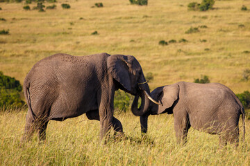 Fototapeta premium Gran fauna africana en Kenia: Elefantes en la sabana