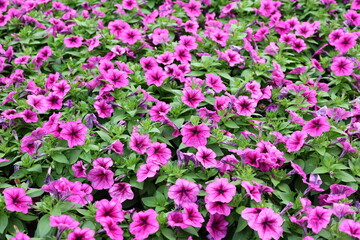 Bright pink or magenta petunias are blooming in the garden. The trumpet, funnel-shaped flowers have 5 petals. Petunia hybrida Vilm tobacco-like leaves . Hybrid between P. axillaris and P. integrifolia
