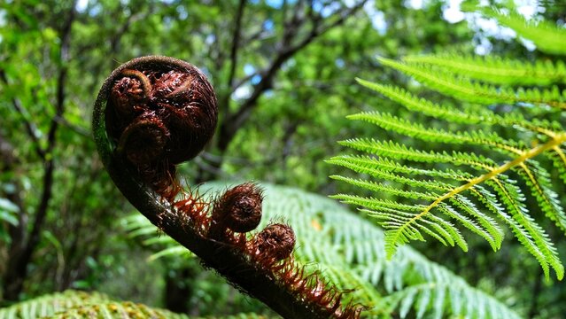 New Zealand silver fern plant koru spiral frond in outdoor forest wilderness NZ Aotearoa