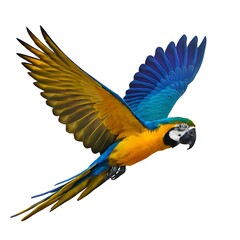 blue and yellow macaw isolated