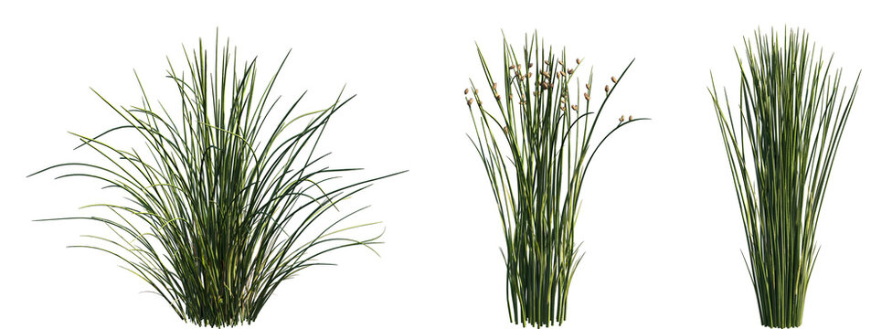 Set of Juncus effusus (common names common rush or soft rush) isolated png on a transparent background perfectly cutout high resolution
