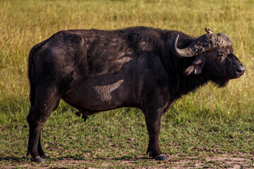 Escenas de los Cinco Grandes y Vida Salvaje en la Sabana Africana de Kenia