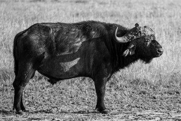 Escenas de los Cinco Grandes y Vida Salvaje en la Sabana Africana de Kenia