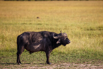 Escenas de los Cinco Grandes y Vida Salvaje en la Sabana Africana de Kenia