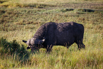 Escenas de los Cinco Grandes y Vida Salvaje en la Sabana Africana de Kenia