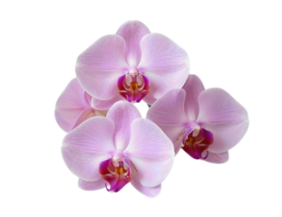 Elegant light pink orchid flowers with vibrant purple centers