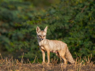 black backed jackal Gir Forest