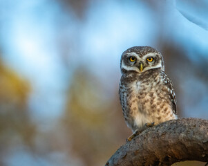 great horned owl Gir Forest