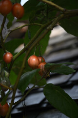 Unripe tree tomatoes