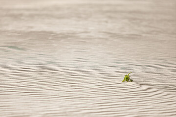 Tiny green plant growing on sand dune surface, symbol of survival and resilience in desert environment. Minimal desert landscape with single sprout on sandy ground, concept of hope and nature power.