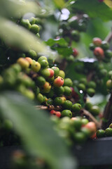 Green, unripe coffee cherries on the coffee tree