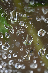 Spider web covered with water droplets