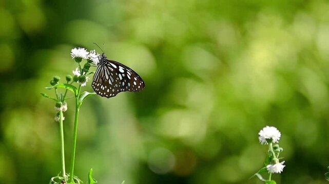 Blue Tiger Butterfly (Tirumala limniace limniace) Feeding on White Aster with Soft Green Bokeh &ndash; Calm Natural Scene, Slow Motion