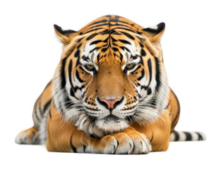 Obraz premium Majestic tiger lying in the wild animal portrait soft lighting isolated on transparent background