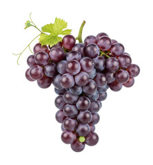 Fototapeta premium Harvesting fresh grapes vineyard food outdoors isolated on transparent background