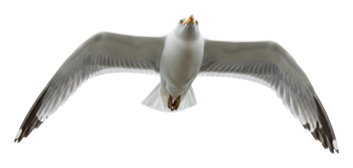 Seagull in flight over wildlife nature isolated on transparent background