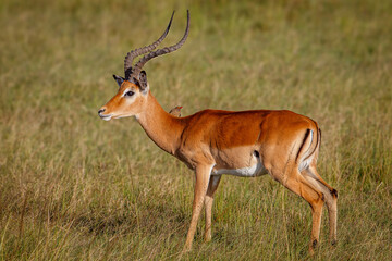 Impala Macho con Cuernos Majestuosos en la Sabana Africana de Kenia