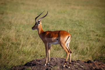 Impala Macho con Cuernos Majestuosos en la Sabana Africana de Kenia