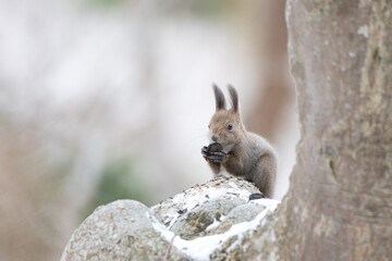 ezo squirrel, Hokkaido, Japan