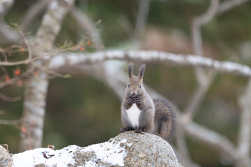 ezo squirrel, Hokkaido, Japan