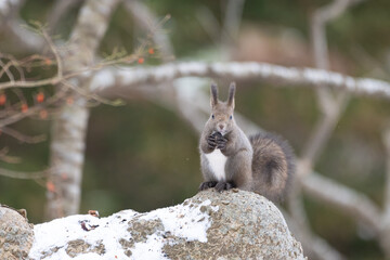 ezo squirrel, Hokkaido, Japan