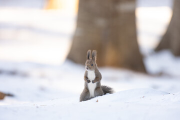 ezo squirrel, Hokkaido, Japan